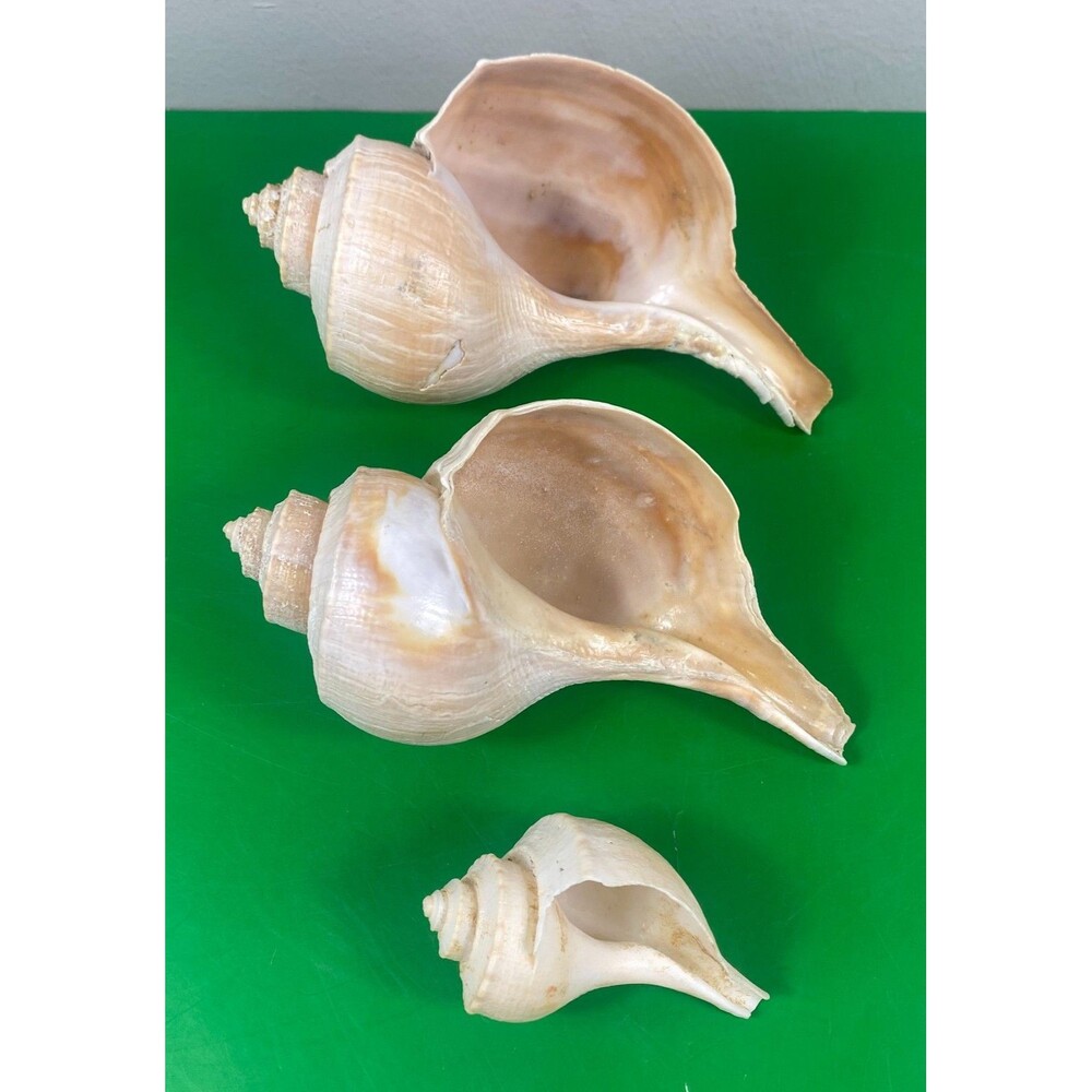 Set of 3 Natural Whelk Conch Shells Coastal Decor Display Specimens